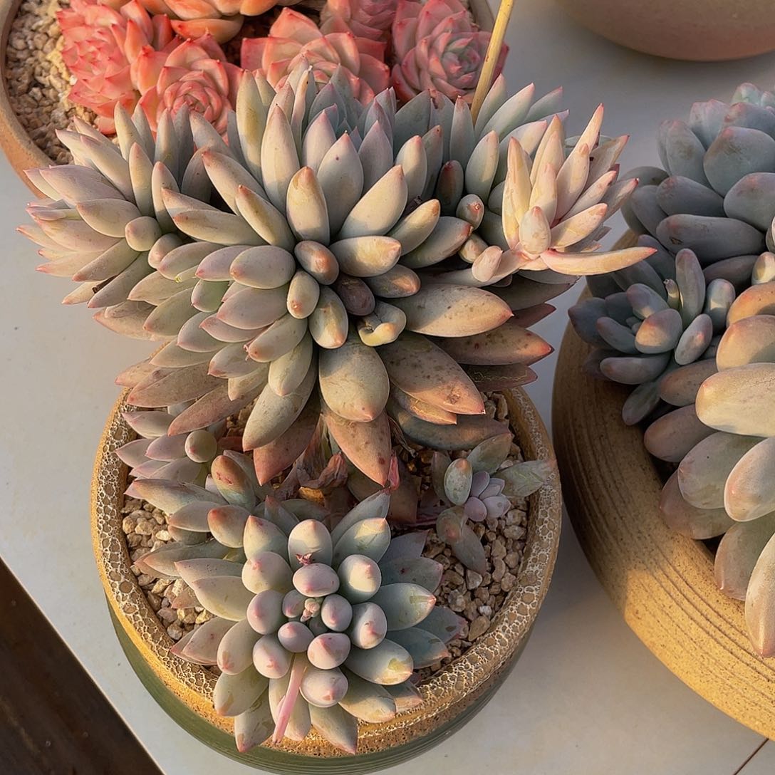 所罗门多肉多肉多肉