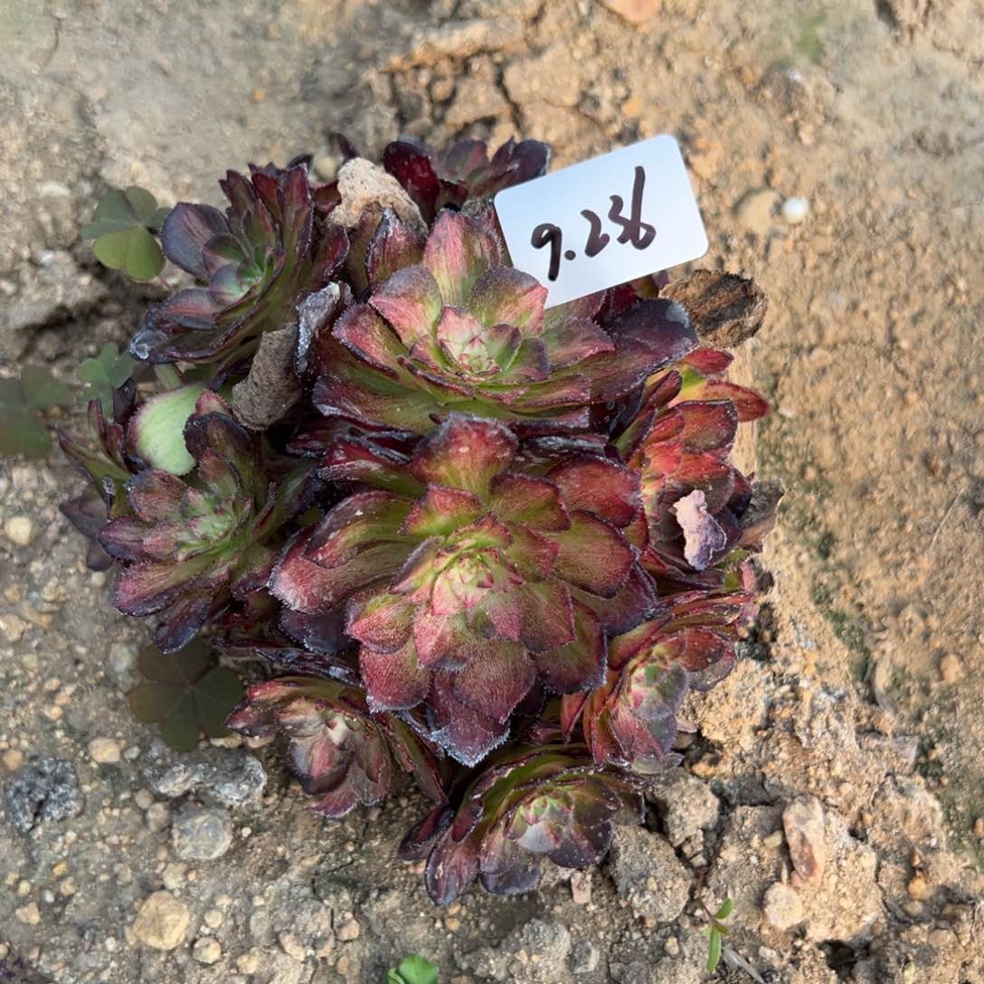236海王七彩多肉植物砍头