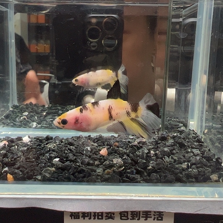 斗鱼跑单拉黑1日母11