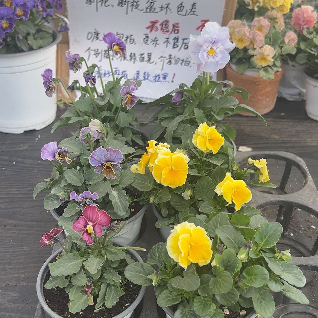 大部分花苞少量开放039号