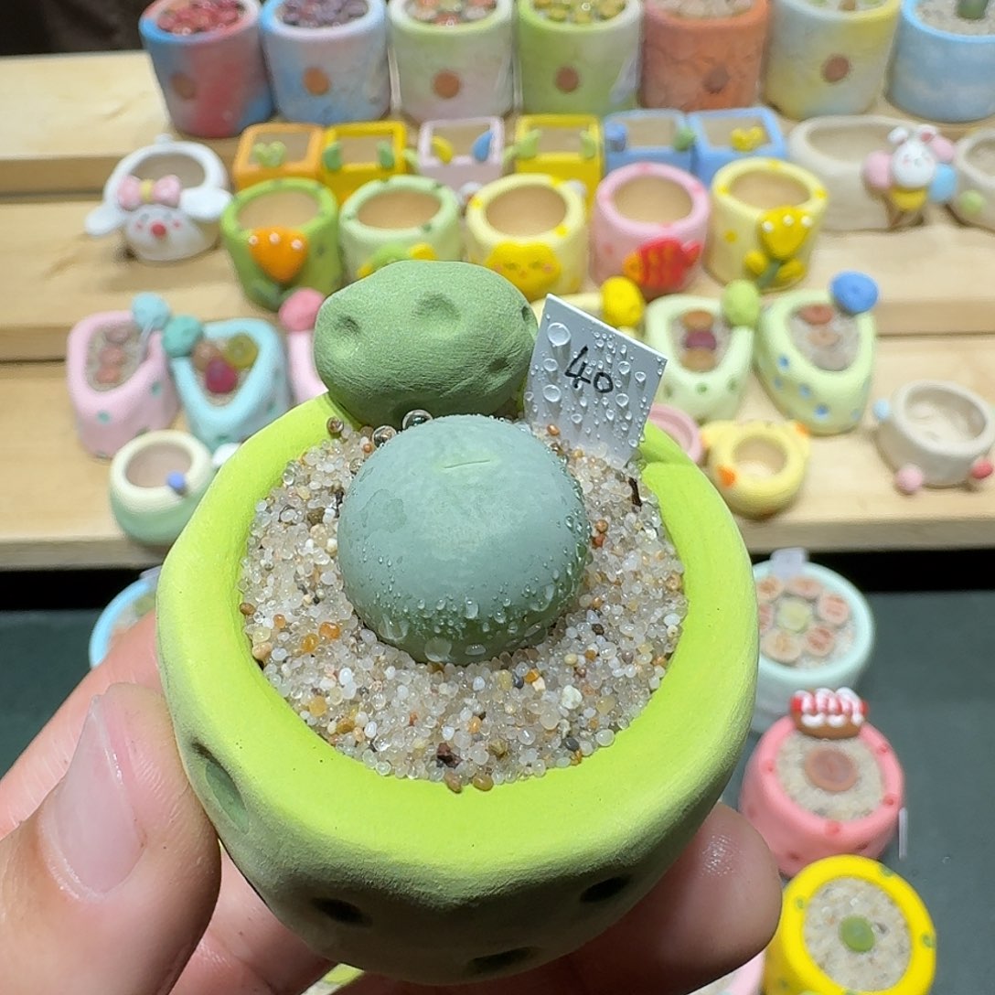 红陶蘑菇422鸽子蛋