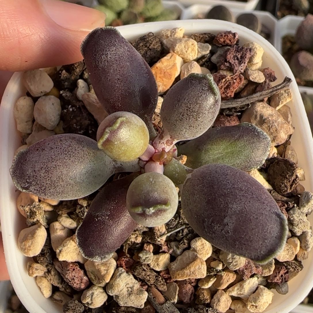 艺伎海豹水泡多肉