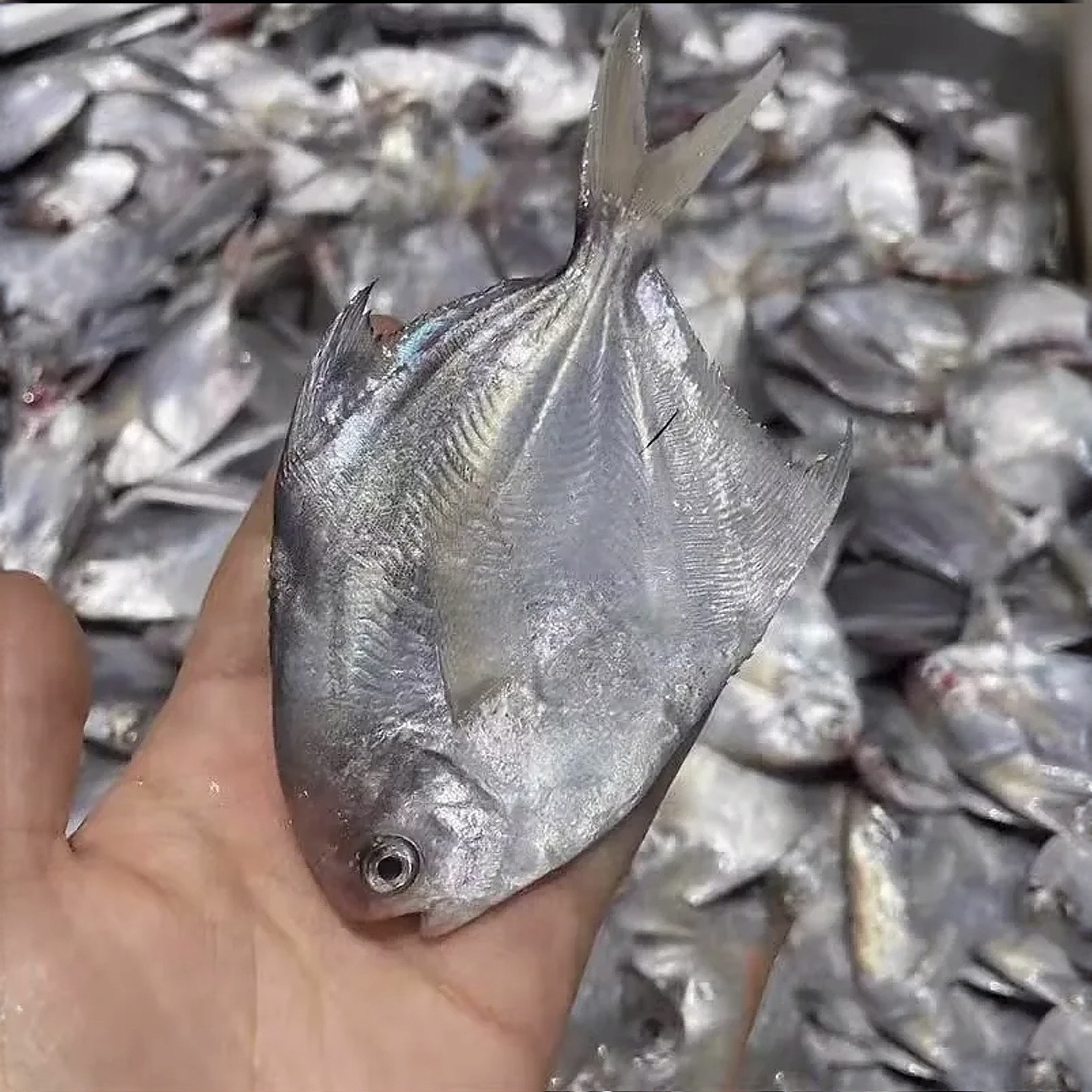 【白枪鱼】惠来神泉港银白枪白鲳鱼【5盒】速冻锁新鲜食用美味优质