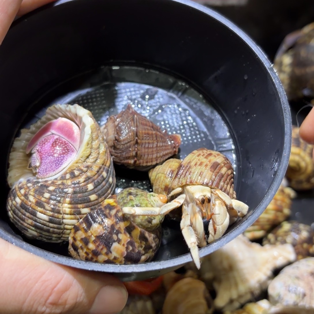 活体寄居蟹 不退不换 25