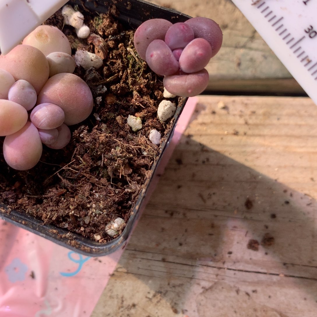 Mini彩虹奶酪多肉彩虹