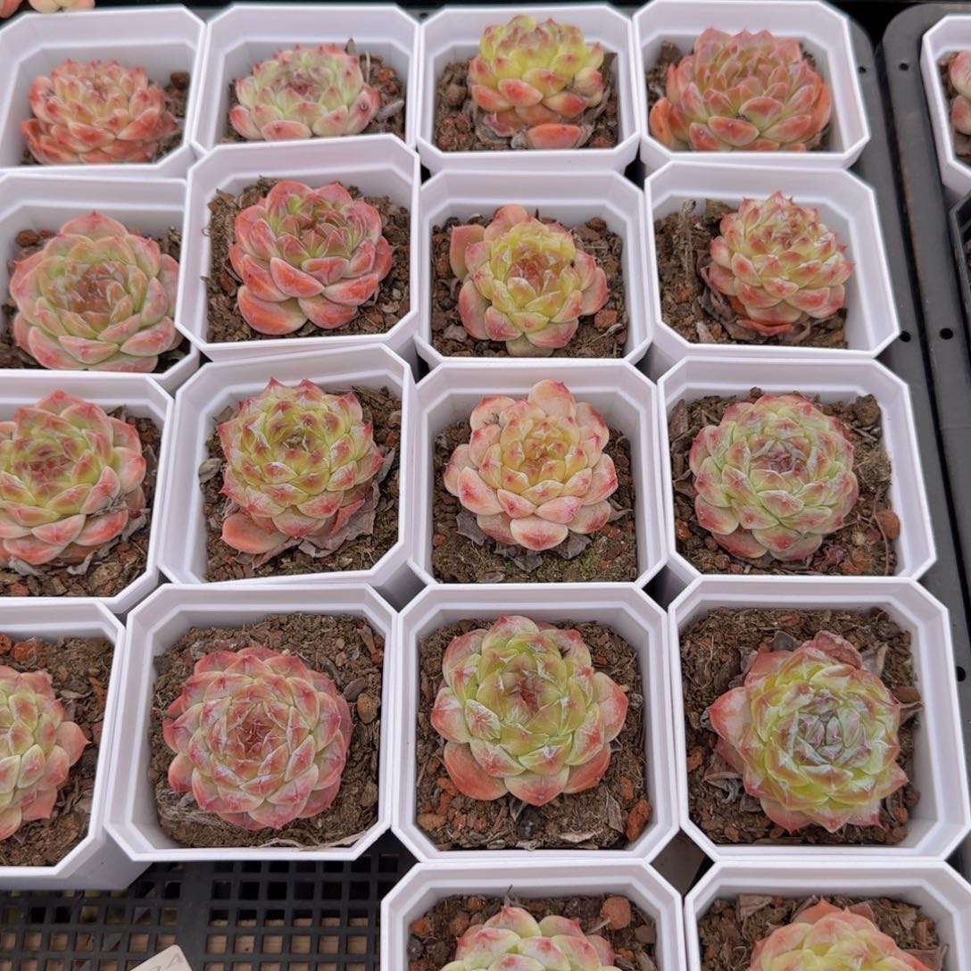 秘境冰魄单头一颗脱土