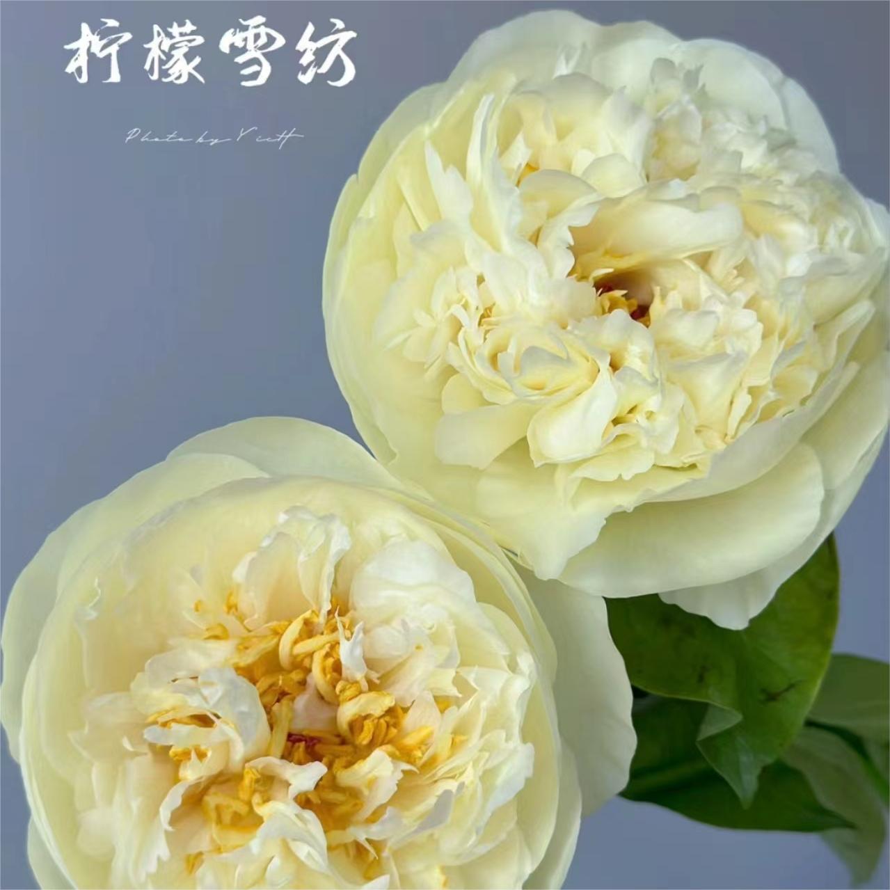 【柠檬雪纺】进口芍药分株边苗1到2芽福利品