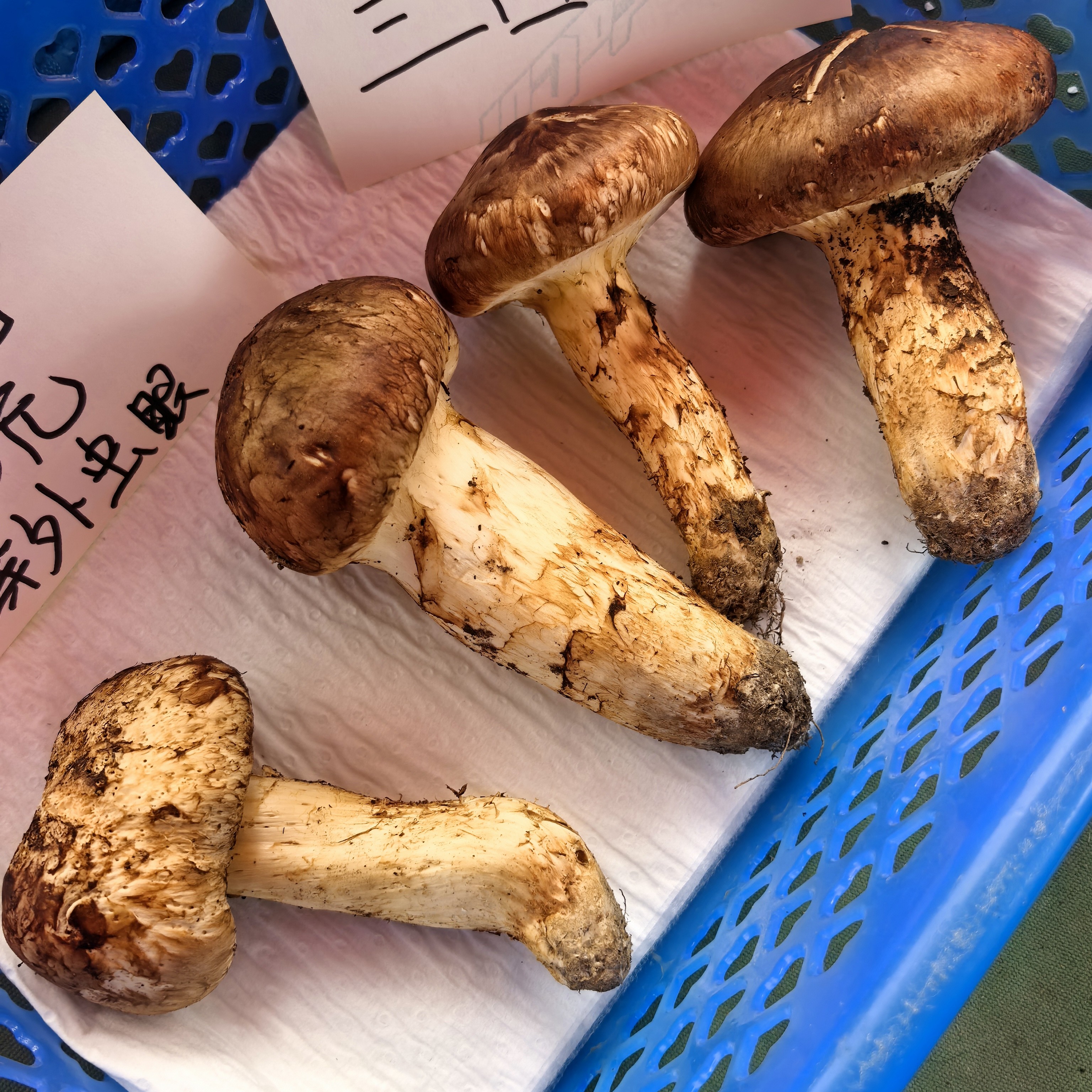 新鲜松茸500克装正宗鲜货松茸菌新鲜松茸菌