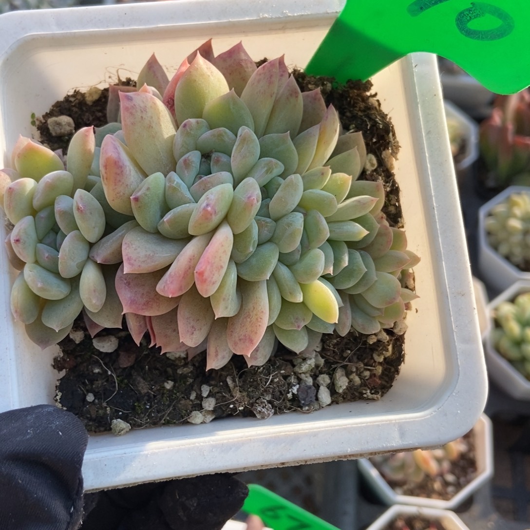 990冰魄朵朵多肉植物