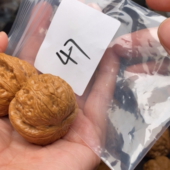 桃核把件蜗*47平谷元宝