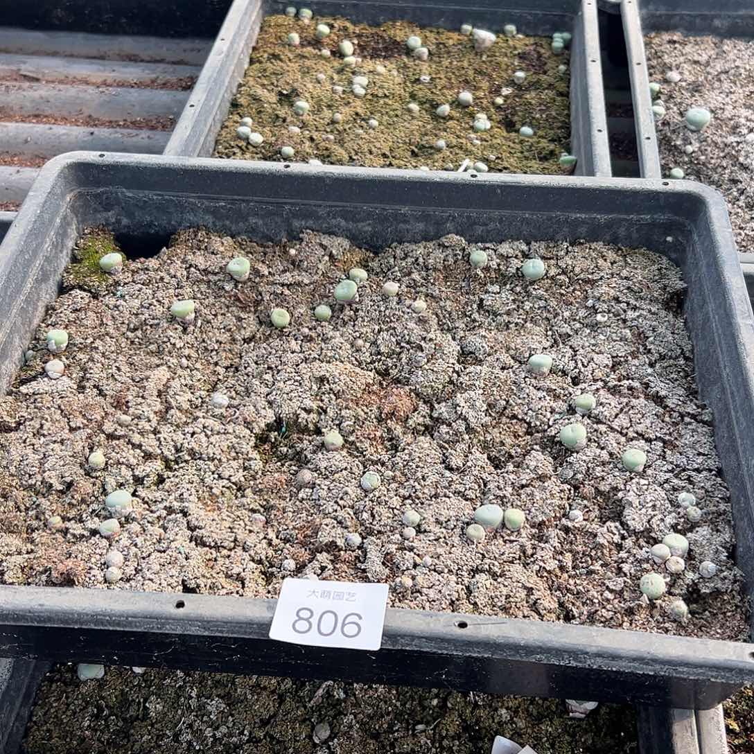 清框脱土发无售后。 806