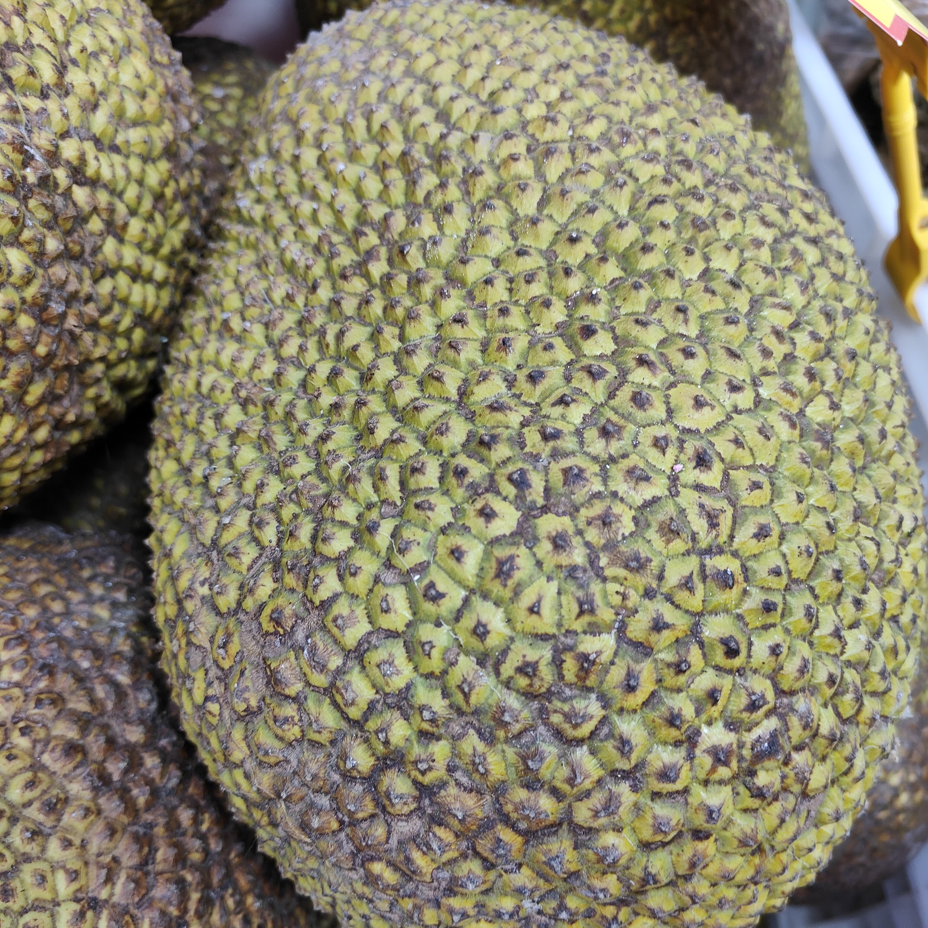 红肉菠萝蜜 整个需对半切开去心下单时请备注