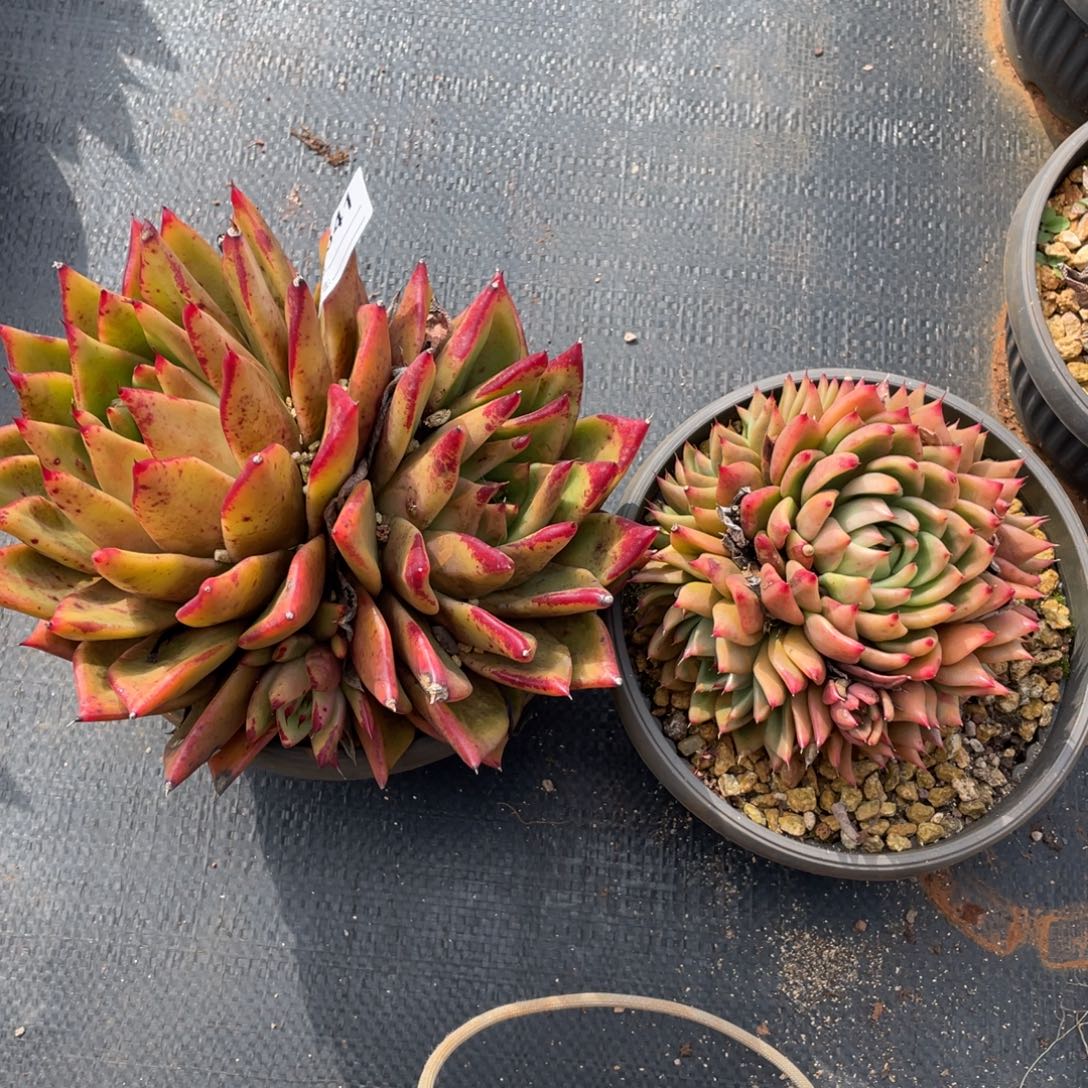 无花朵若如东云组拍B841