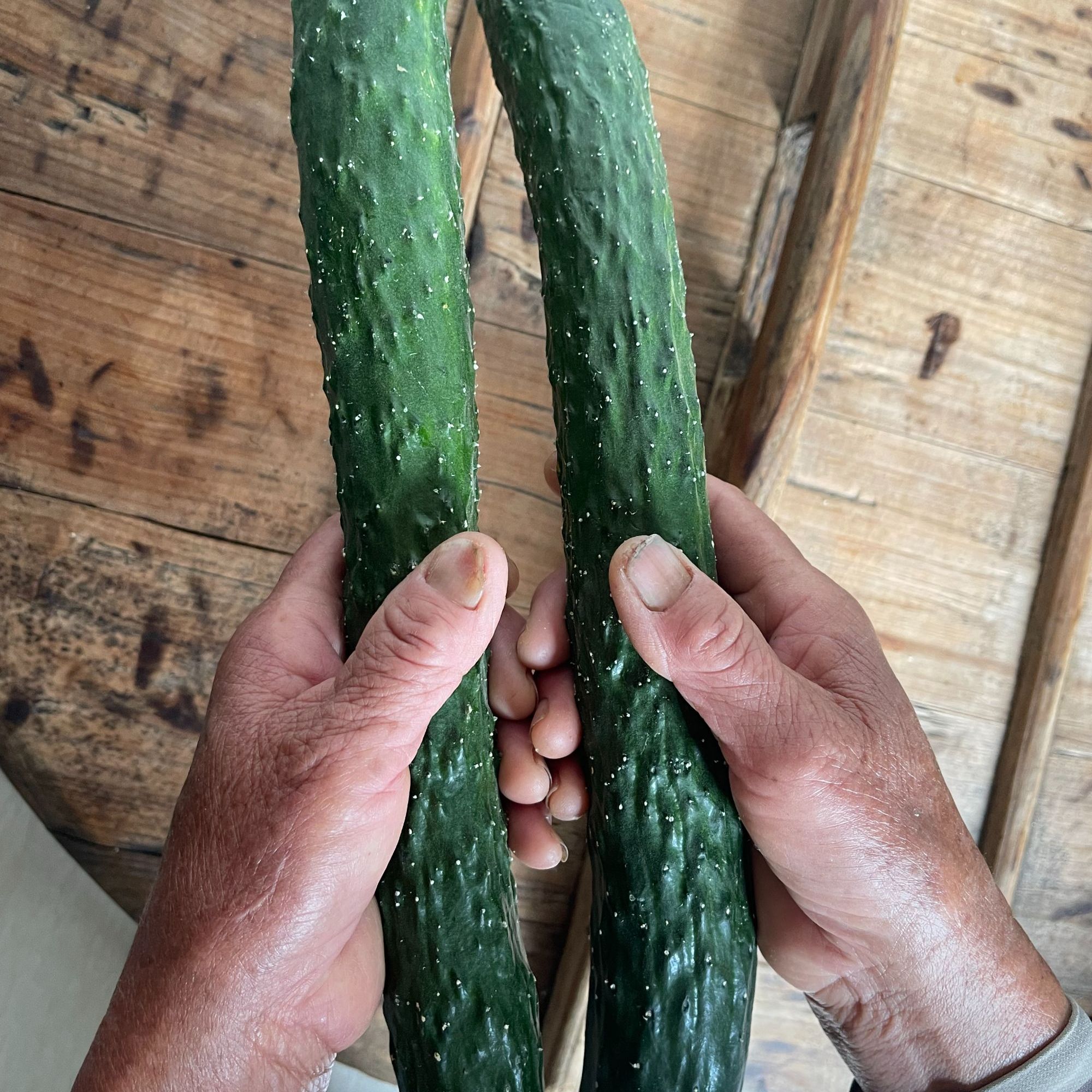 南京高淳花山村农家自种黄瓜