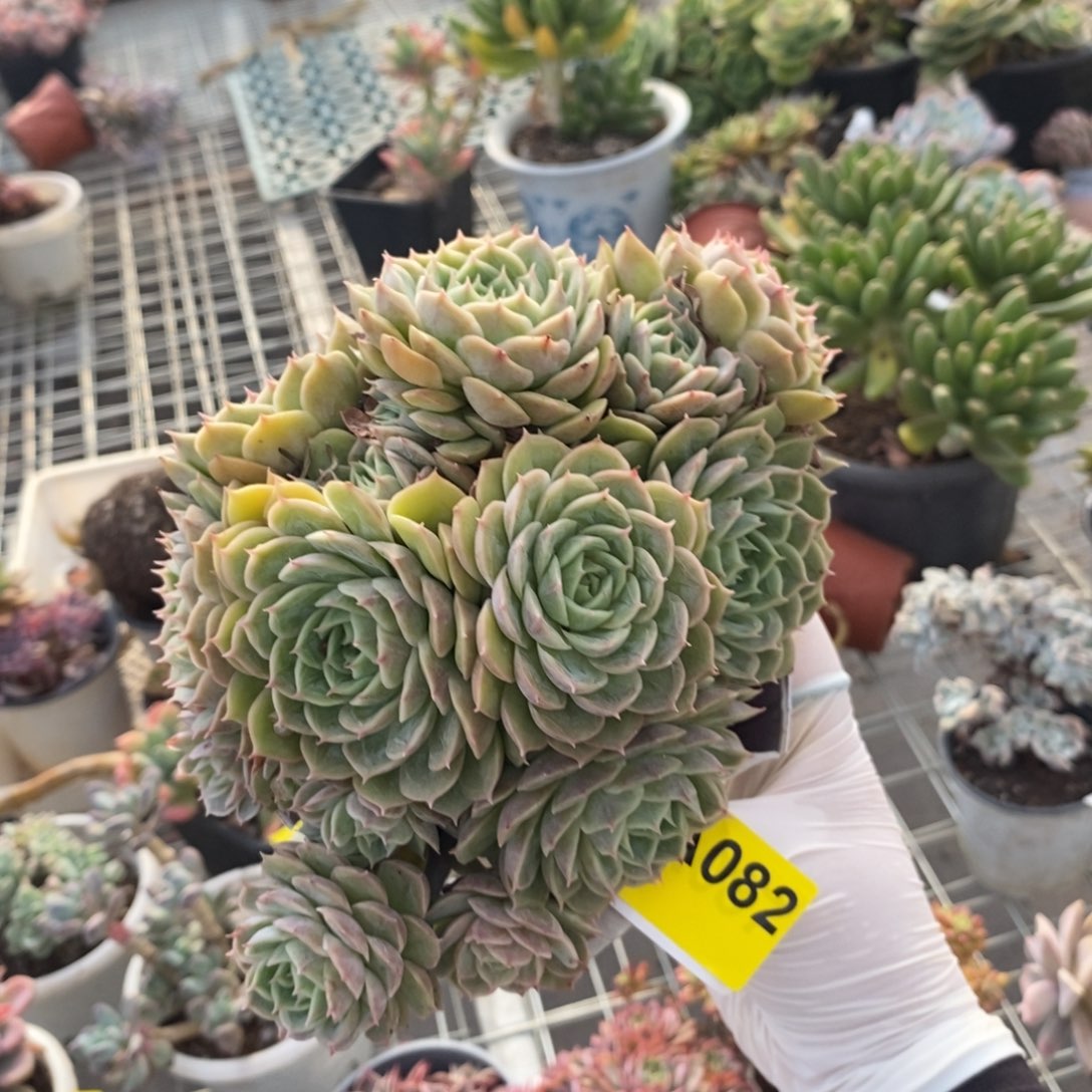 082昂斯诺一物一拍