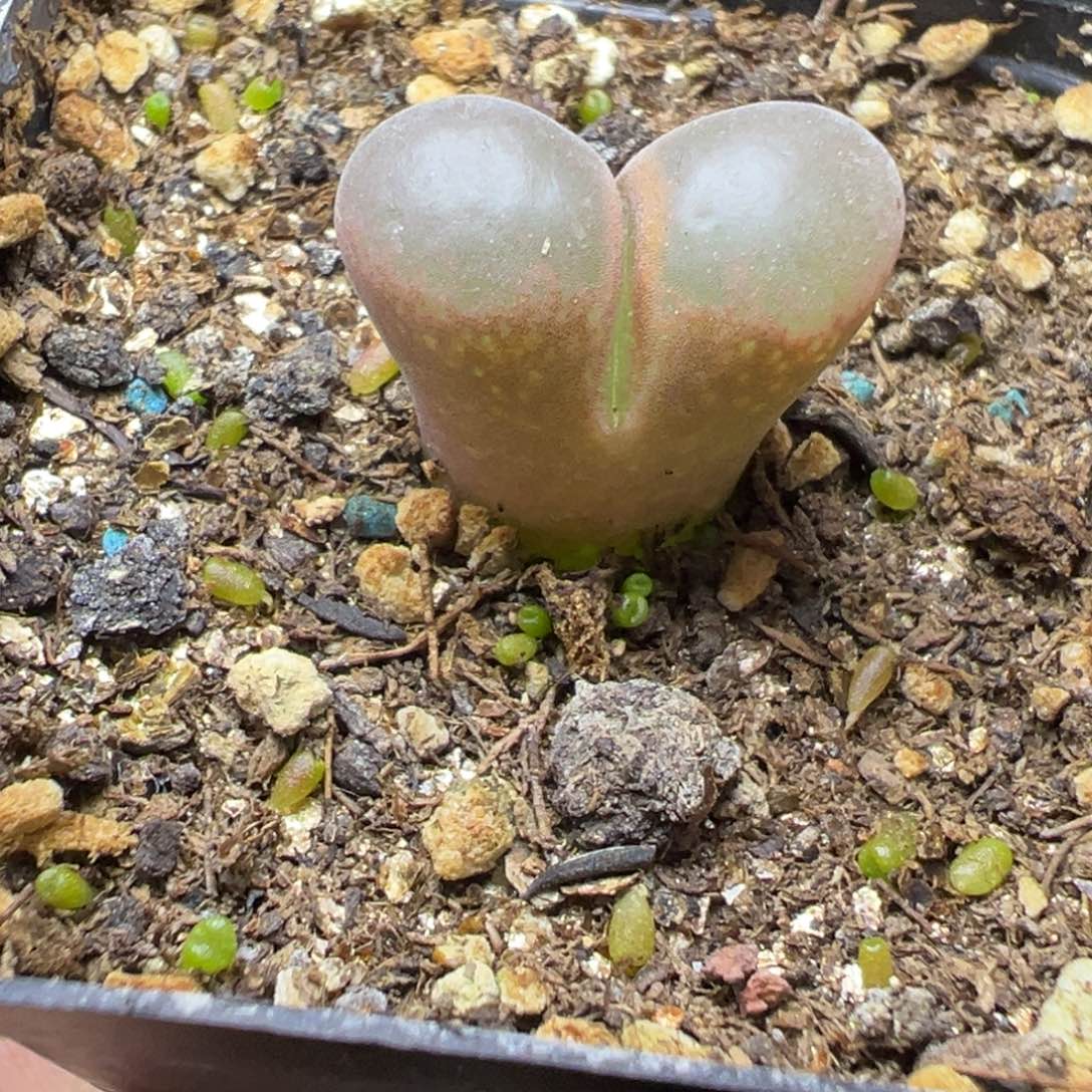 6-38肉锥多肉植物