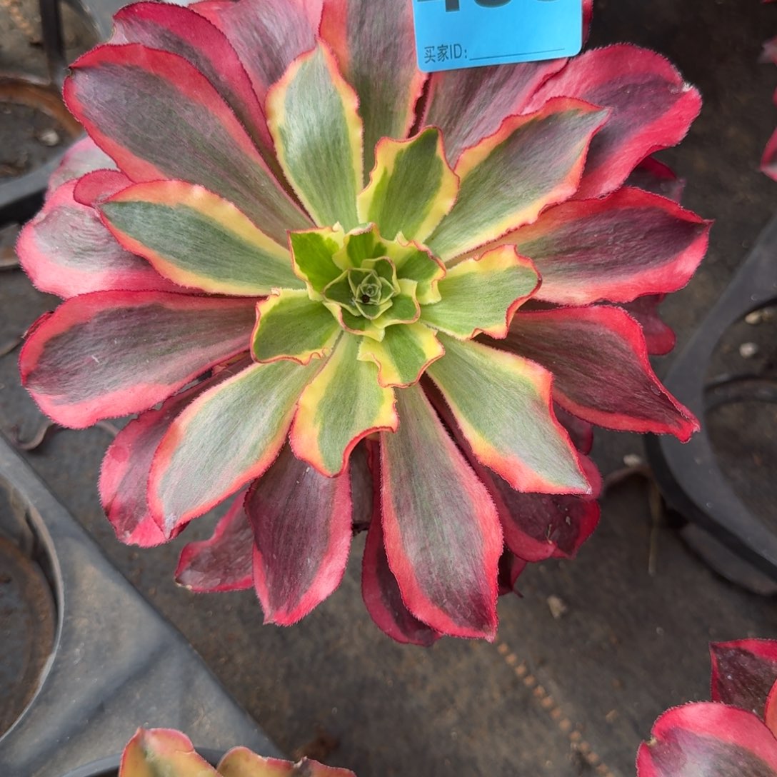 婻*498多肉魅影发货