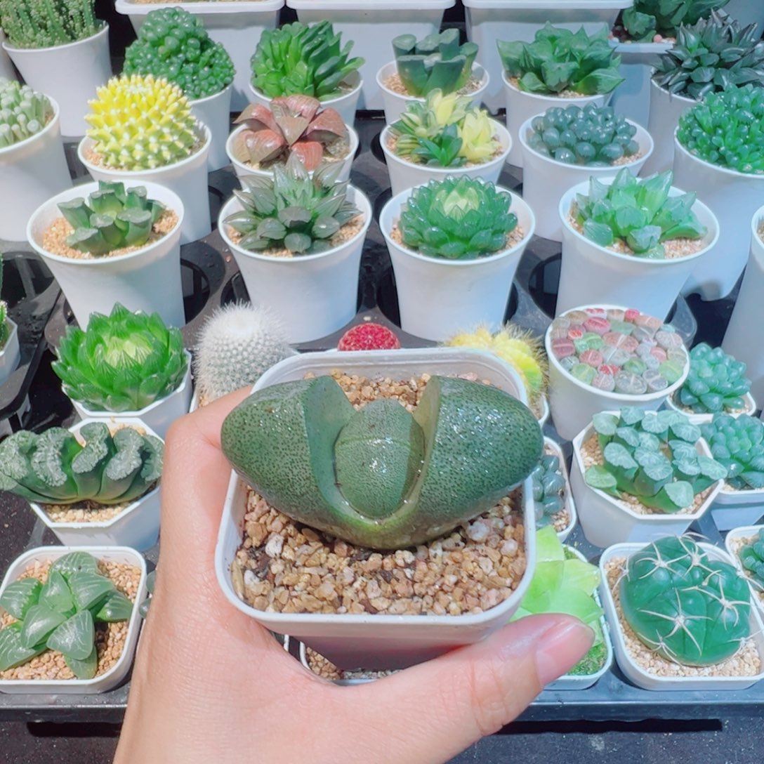 两个绿元宝9.9多肉