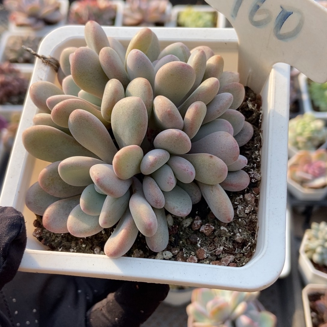 960粉兔多肉植物多肉