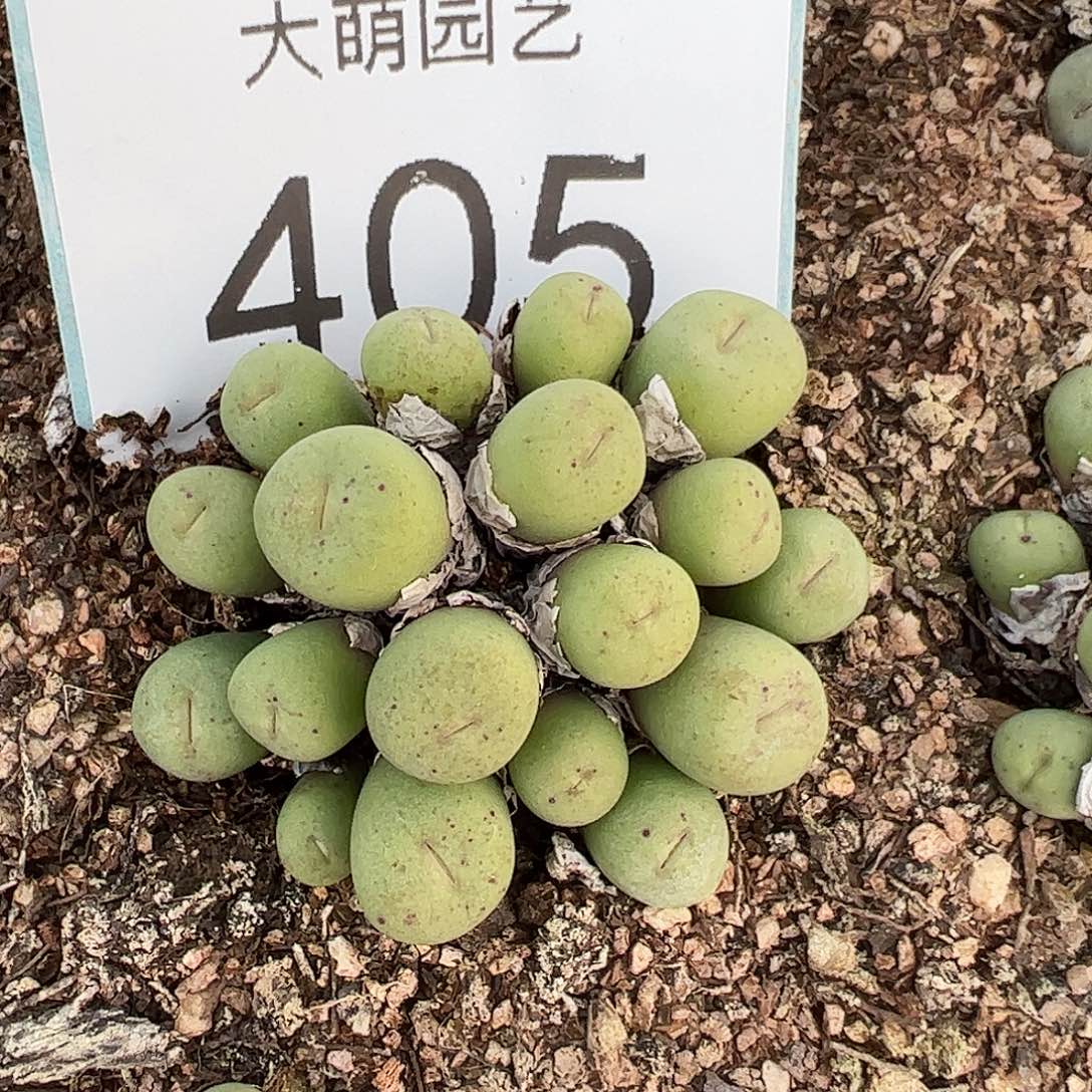 0000405 一物一拍脱土发……