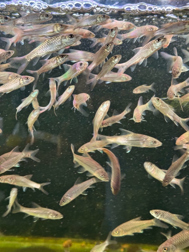 盈江结鱼苗子五条 3/5公分、下单前请仔细阅读商详情