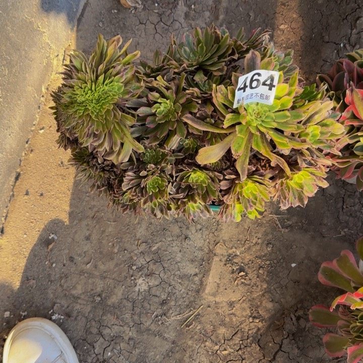 粉黛花29-42包邮花花