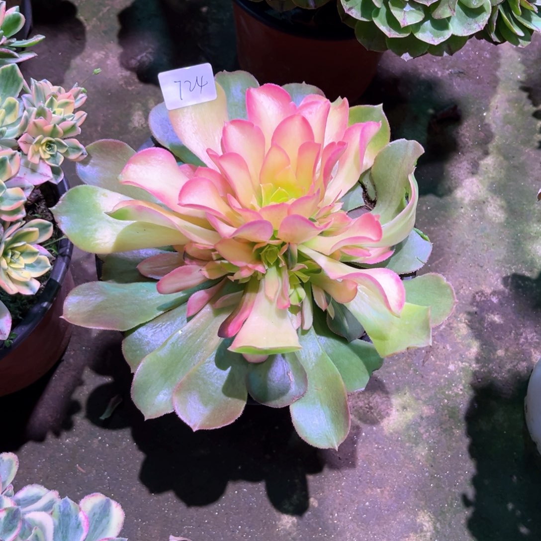 多肉植物香妃724