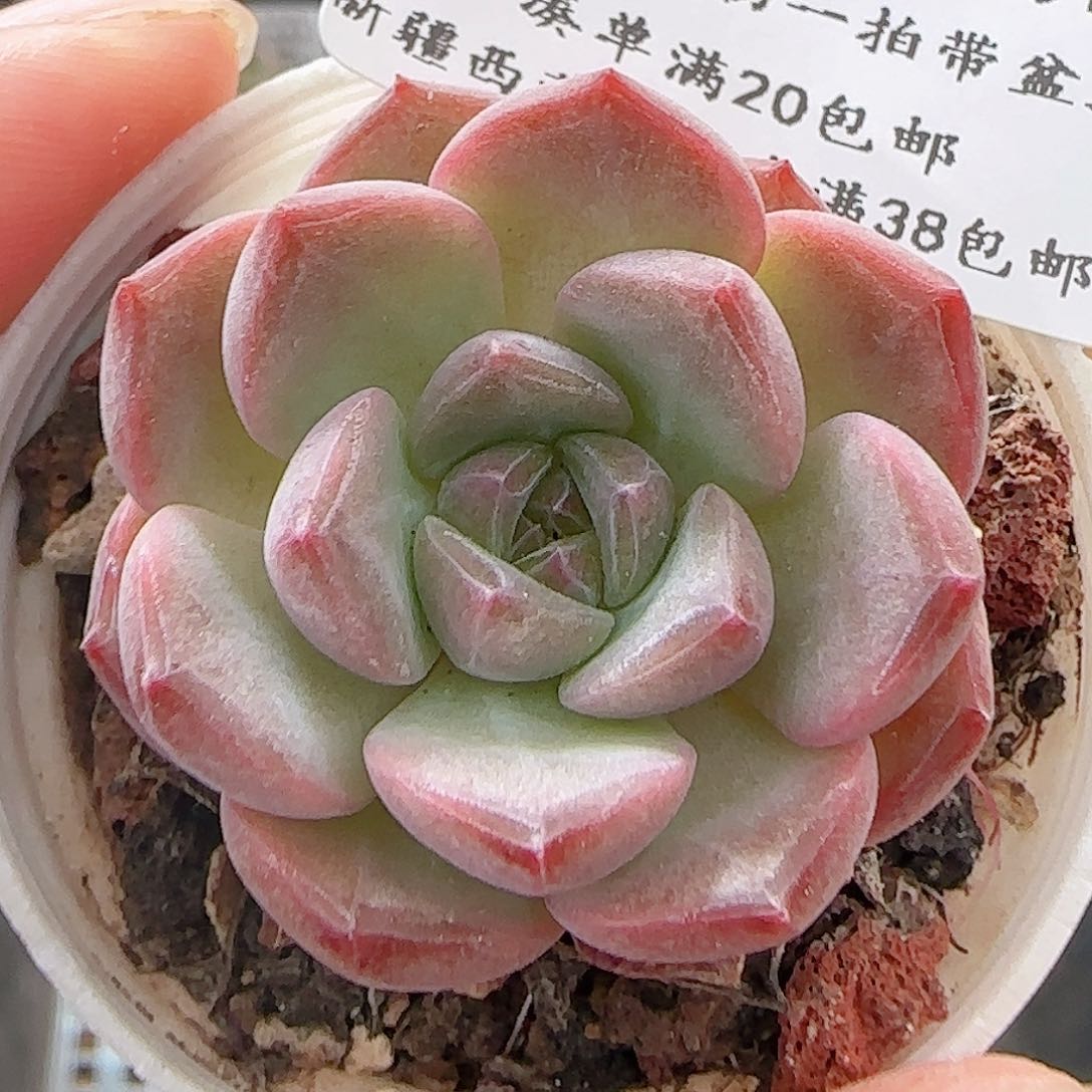 多肉0630-194福利