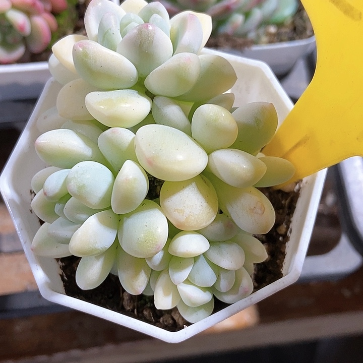 多肉植物劳尔锦2075