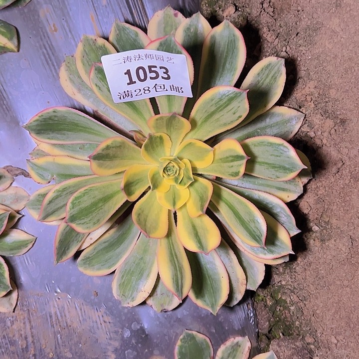 1053灿烂多肉植物