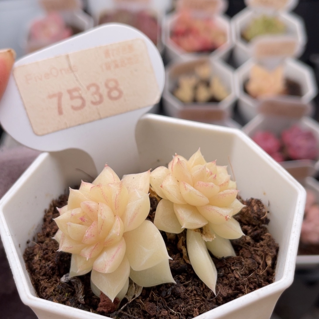 白天鹅7538-4.5厘米