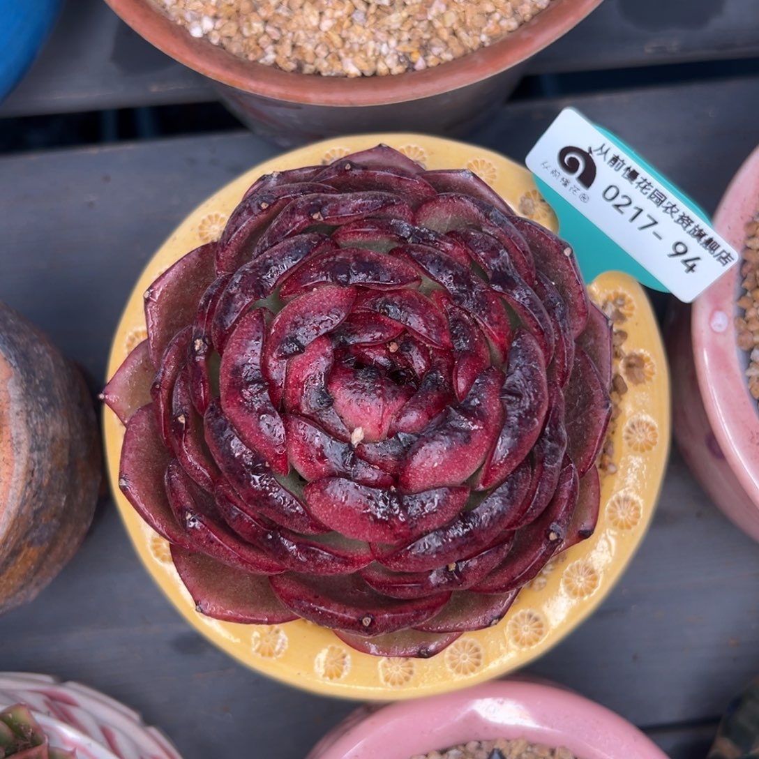 多肉一物一拍0217-94