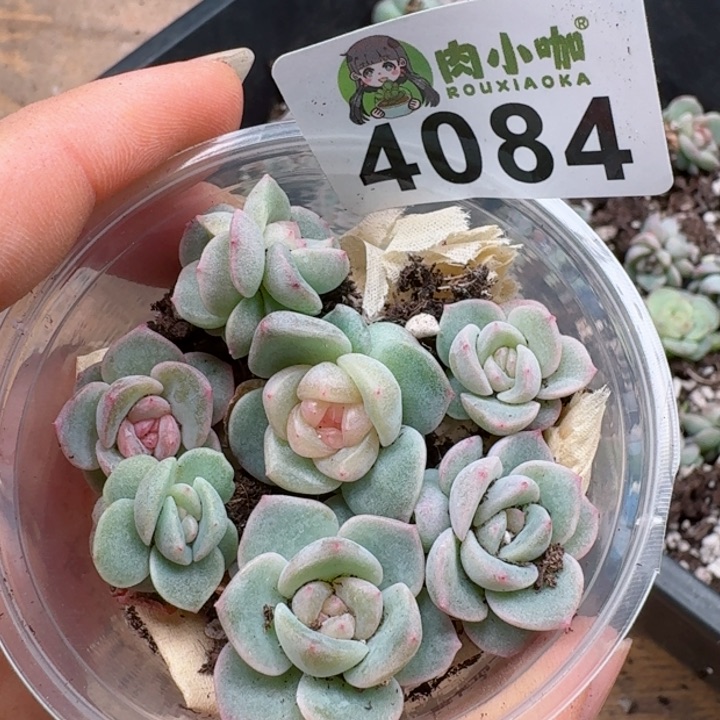 多肉植物多肉植物