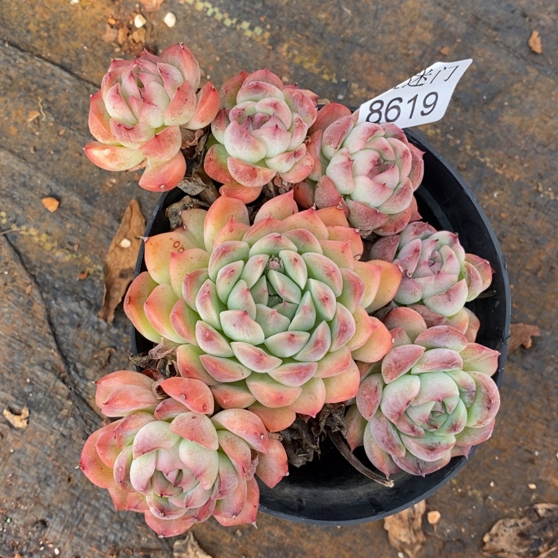 筱****杂交精品多肉8619~12厘米