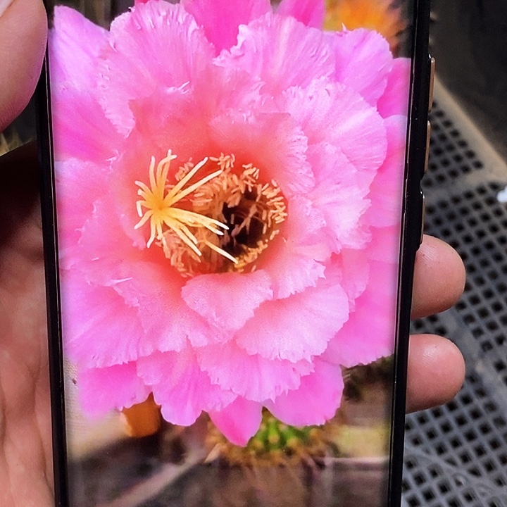 毛 糖果 /侧芽歪20包邮/