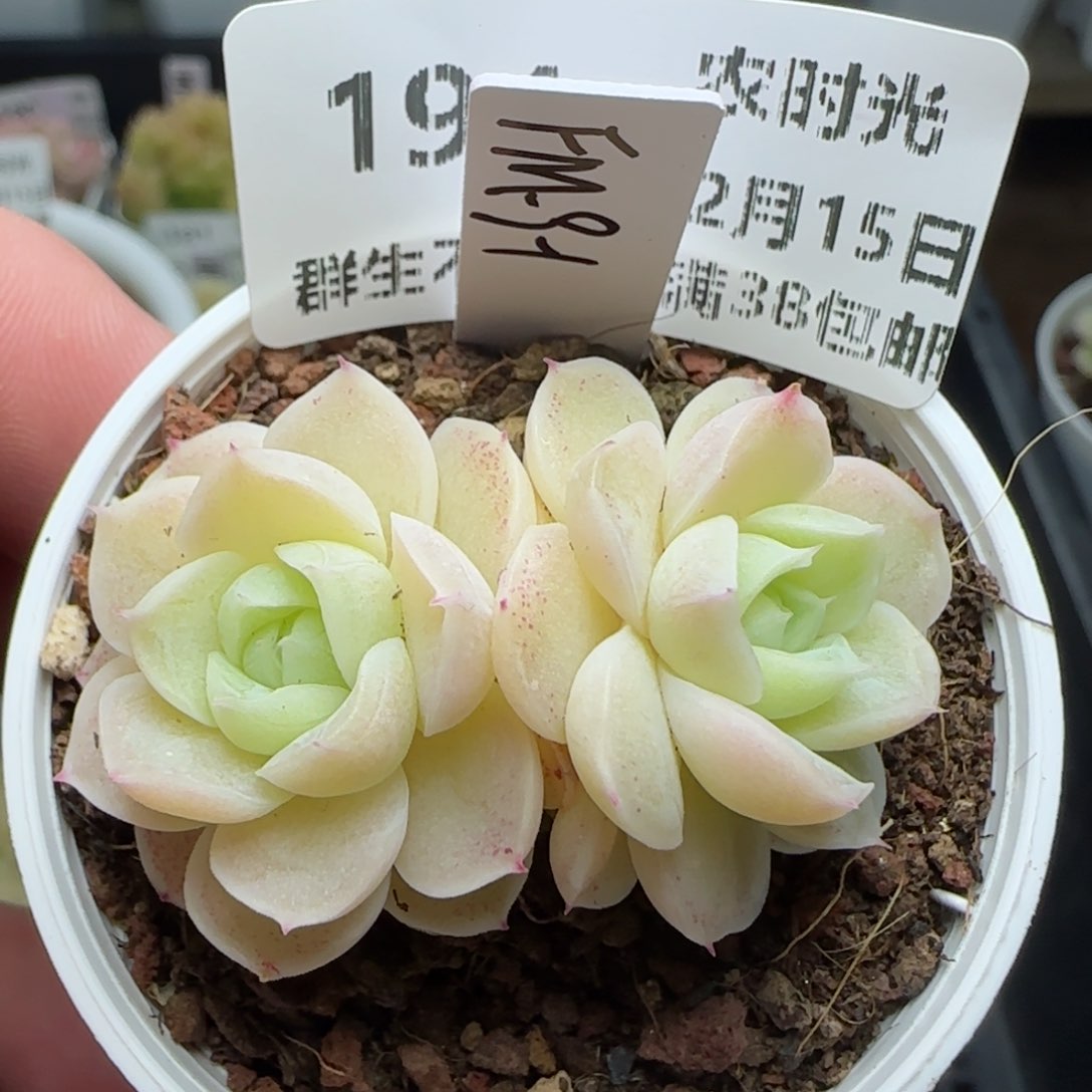 咪*包0215-194（FM-9-1）