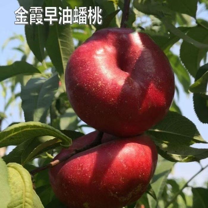 新品种嫁接金霞早油蟠桃树苗特大果耐寒南北方种植当年结果盆地栽