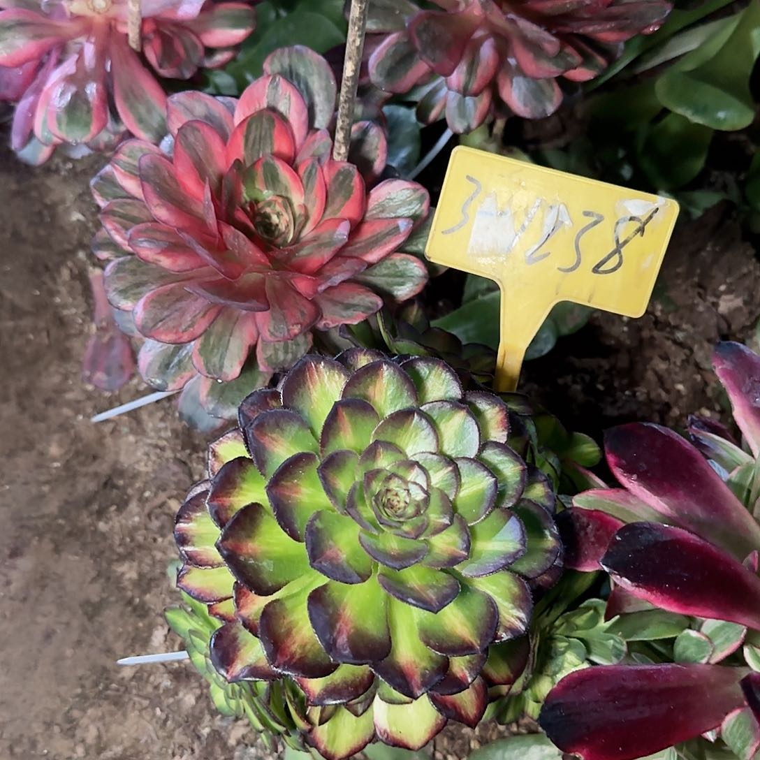 3-238---多头多肉植物