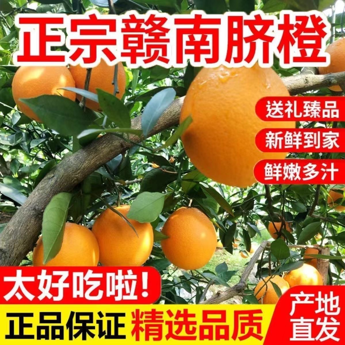 【现摘现发】正宗赣南脐橙皮薄肉厚甜美多汁当季整箱新鲜采摘发货