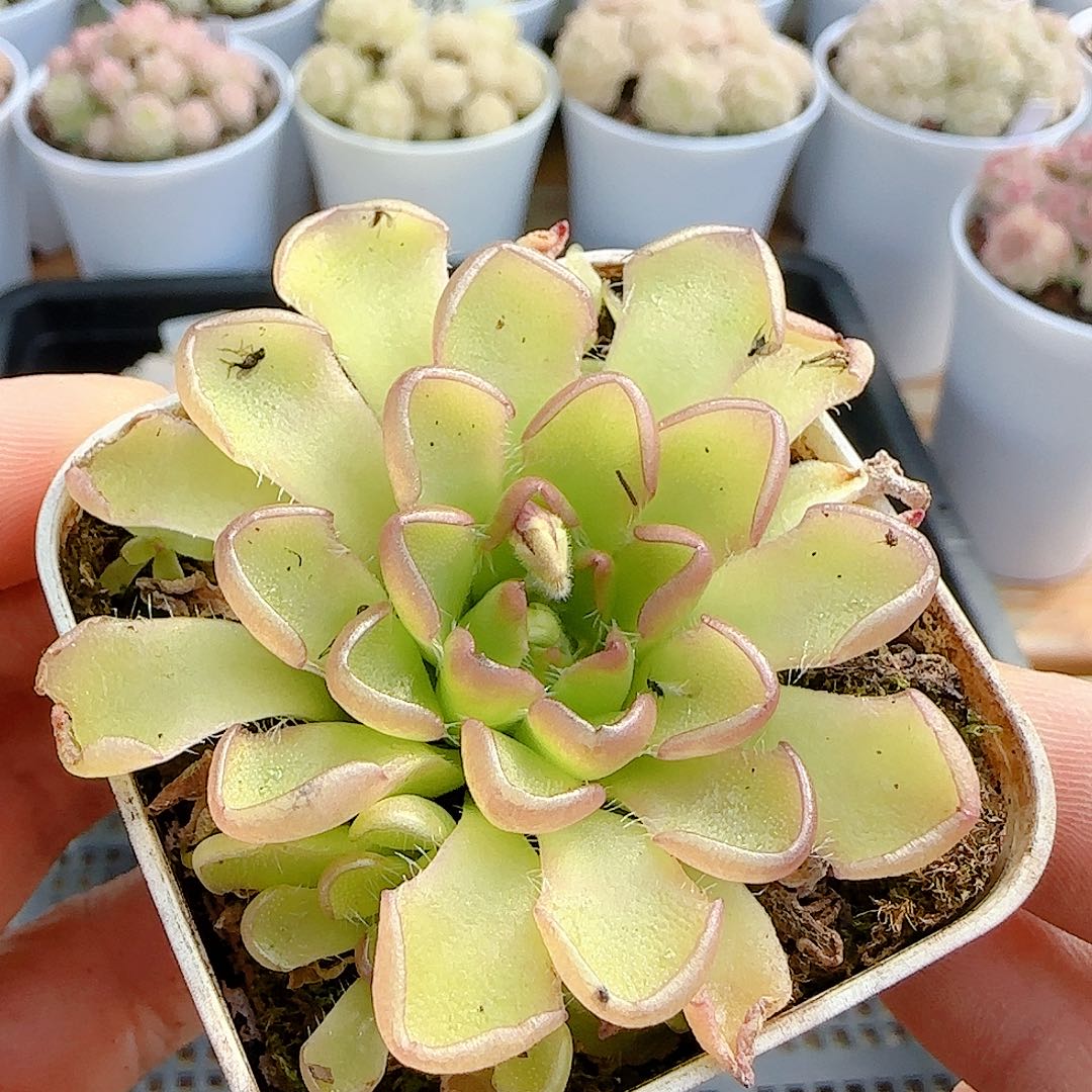 1219-23（近藤）优选