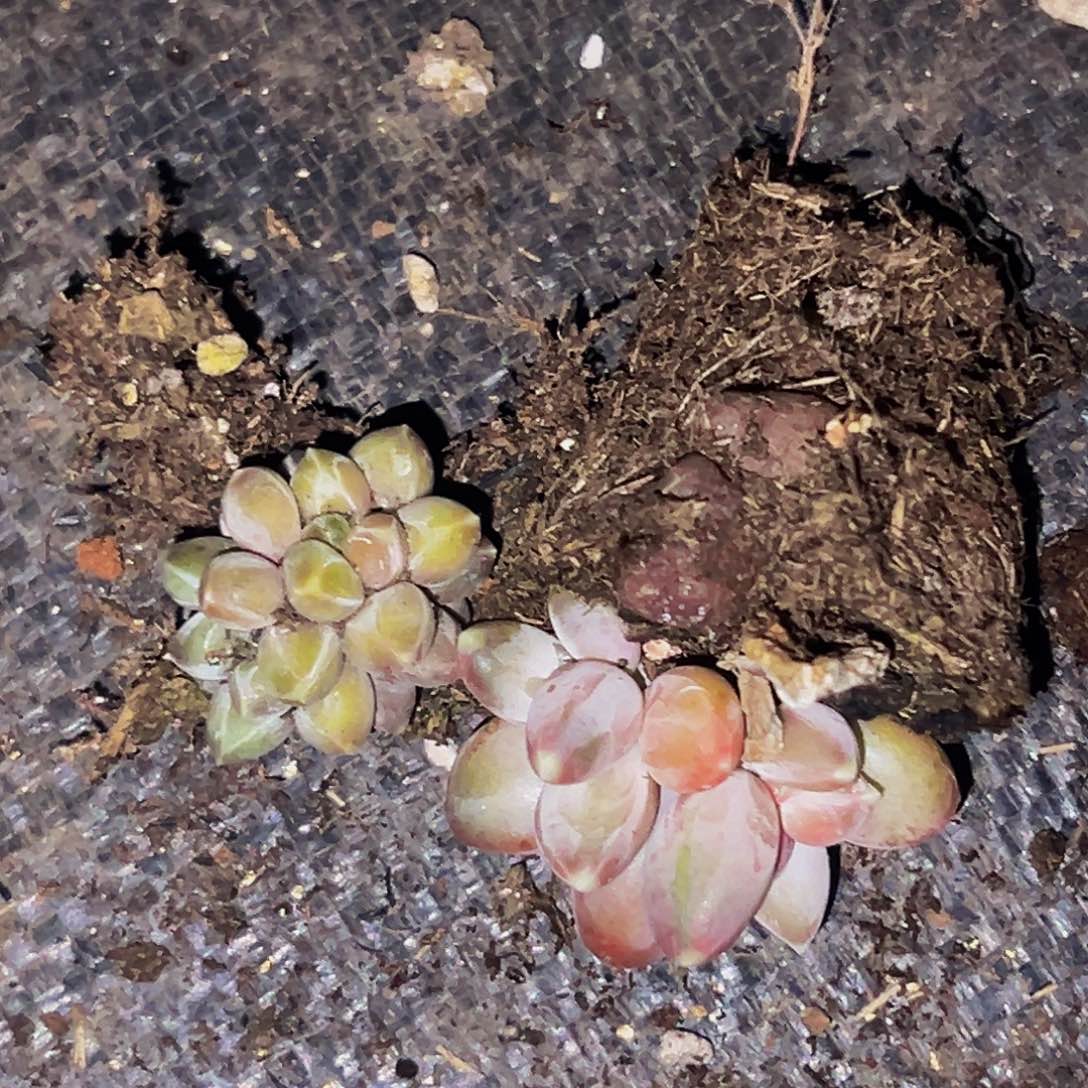 桔云多肉美人精品系列