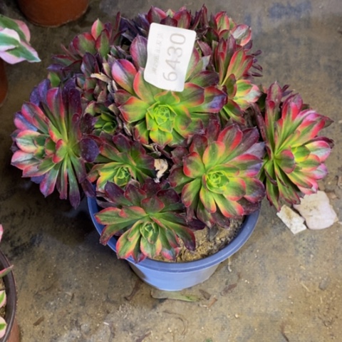 安娜多肉植物6430