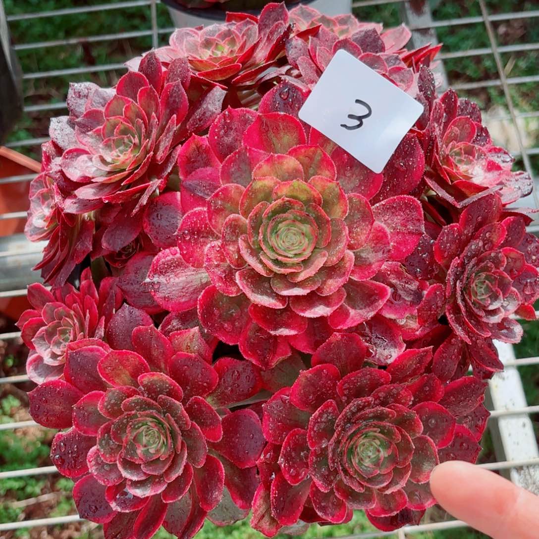 一物一拍多肉法师03