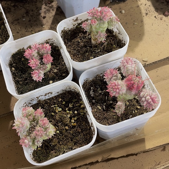 白花麒麟带盆土发