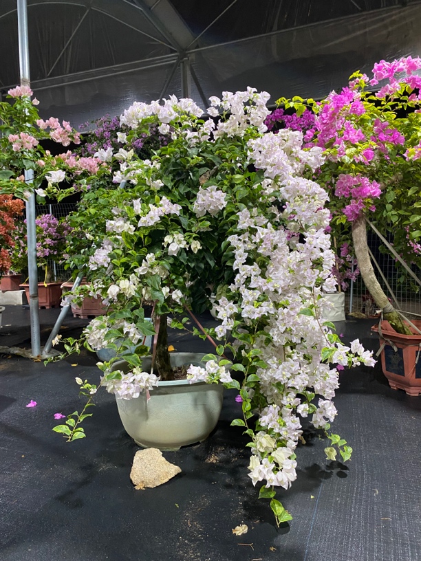 精品三角梅自家产地直销