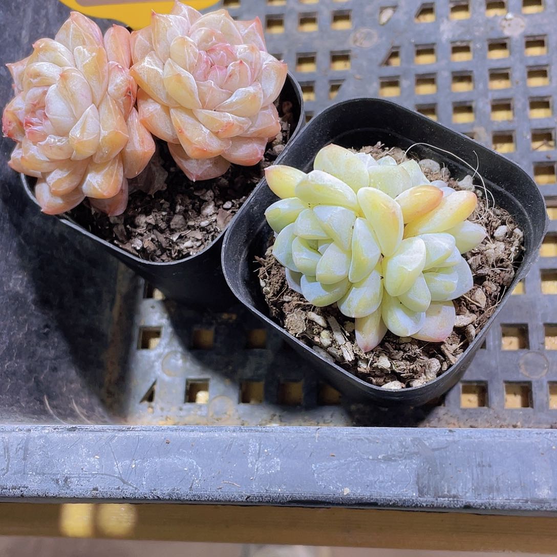 150号 优选粉钻加冰玉群