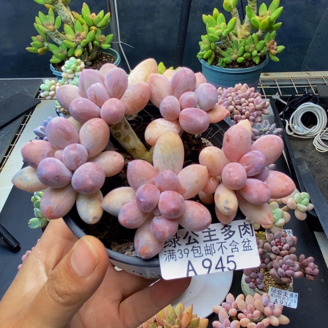 945香水手指奶多肉8c m