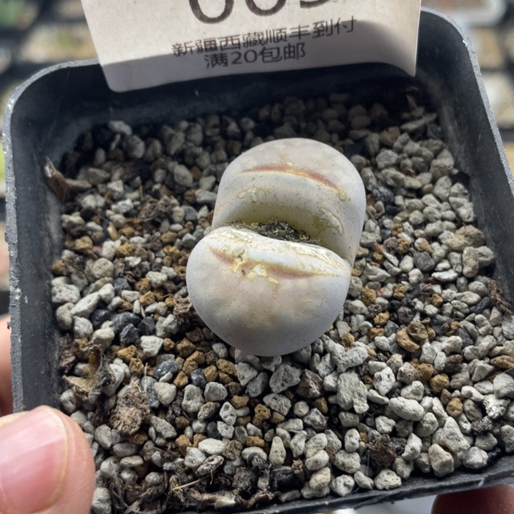 佳人园艺上福利啦热唇065