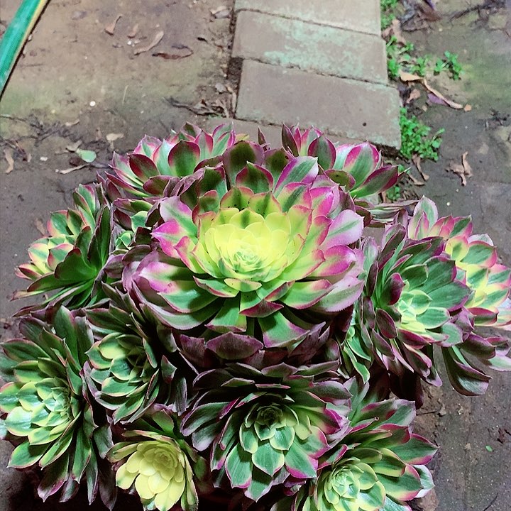 海王捧花，多肉植物