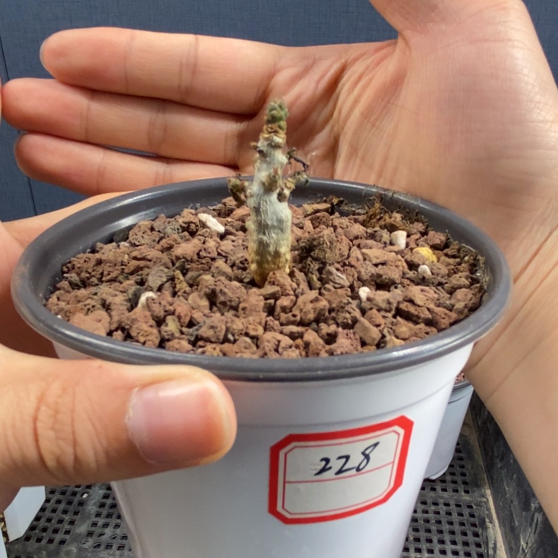 娜娜乳香实生橄榄